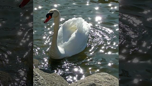 Аркадий Кобяков *Любовь моя как лебедь белая *