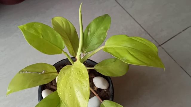 Care of pothos, golden money plant, goldena plant#gardening with geet kumar смотреть онлайн