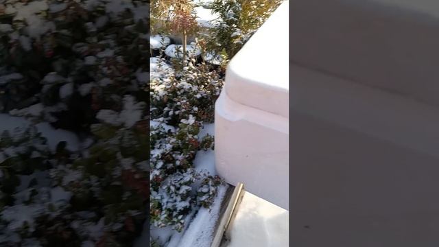 Брусника, начинаю черенковать!