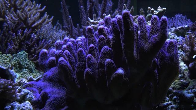 MOUNT Your Radions - Ecotech Marine Products - Tips & Tricks смотреть онлайн