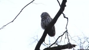 Серая неясыть