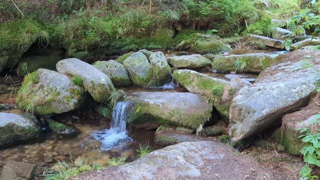 Звуки волшебного леса 🌳🌳🌳🌲🌲🌲🦉🐜🫧💦🦔🧚♀️🧚♂️ смотреть онлайн
