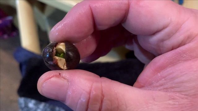 Пруд в гараже.Семена лотоса проросли.Как это делать. смотреть онлайн