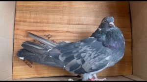 Беседа о голубях.Питомник имени Г.И.Удовиченко. ЧАСТЬ 2