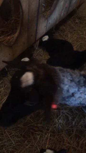 Четверня у Романовской овцы смотреть онлайн