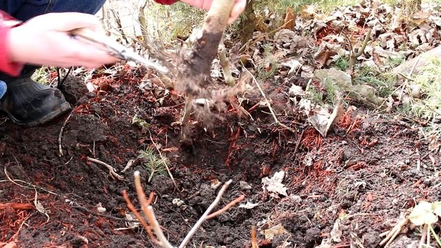 Horse Chestnut Bonsai, April 2015 смотреть онлайн