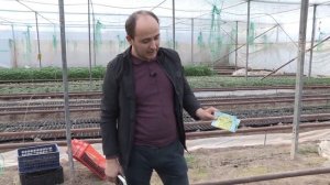 Огурец КРИСТИНА в рассаде у Шамса (24 - 02 - 2018)