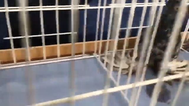 Tauben  Выставка Узбекских Голубей Германия