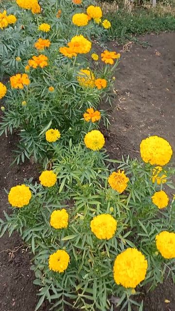 Бархатцы на даче #бархатцы #дача #flowers смотреть онлайн