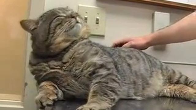 кот имитатор смотреть онлайн