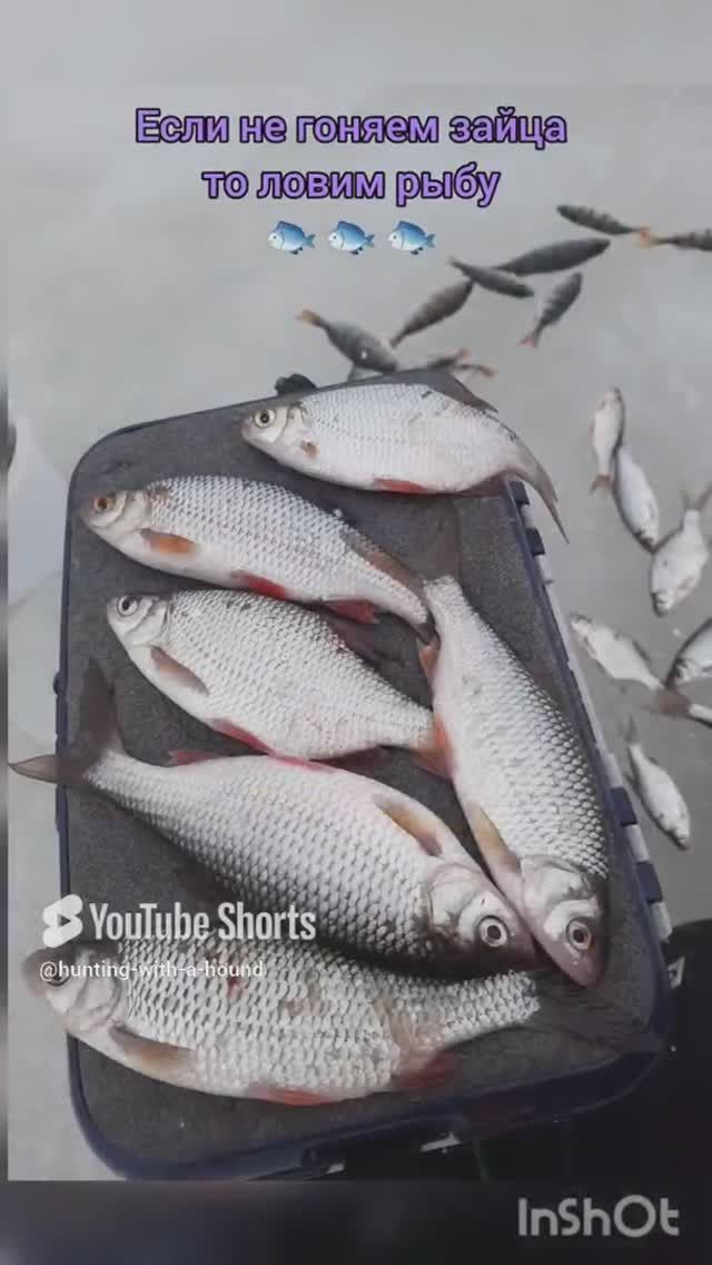 Если не гоняем зайца то ловим рыбу 🐟 🐟 🐟. #рыбалка #fishing #щука#охотасгончей#топ #hunting #tro смотреть онлайн