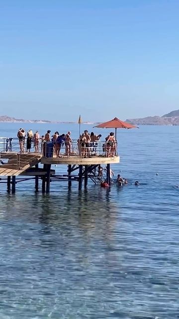 Тигровая АКУЛА снова СЪЕЛА ТУРИСТА смотреть онлайн