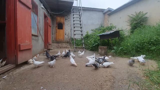 Анонс! Продолжение! В гостях у Авакова Артура в Кисловодске! смотреть онлайн