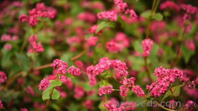 SEED STORIES | Takane Ruby Buckwheat: Gorgeous and Versatile смотреть онлайн