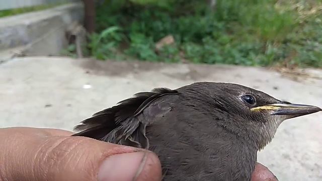 Скворец смотреть онлайн