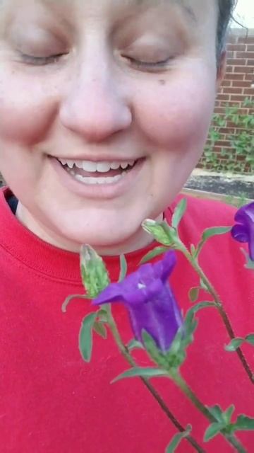 the first Campanula or Canterbury bells! #shorts #campanula #canterburybells #cutflowers #garden смотреть онлайн