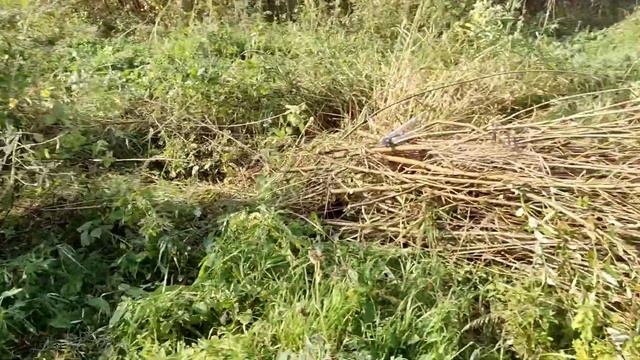 Lush Landscape Labyrinth