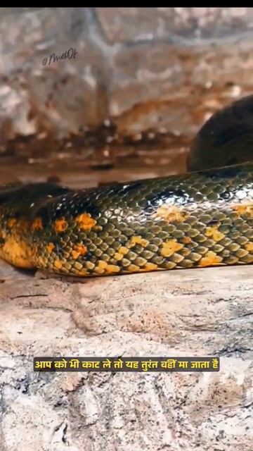 World most dangerous snake #science #sciencefacts смотреть онлайн