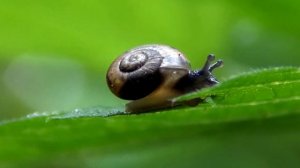 Животные из зоопарка для детей. Лев, слон! Животные с фермы, морские животные. Много игрушек