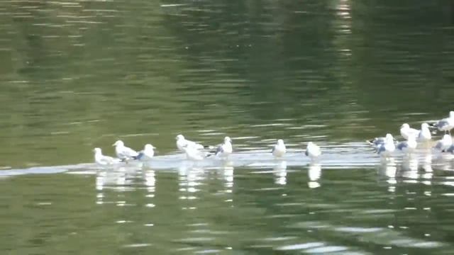 Лето. Пляж.Чайки смотреть онлайн