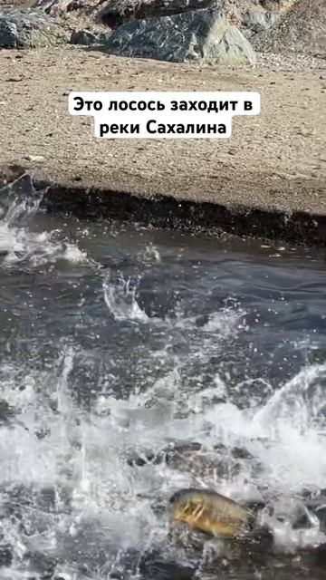 Кета заходит в реки смотреть онлайн