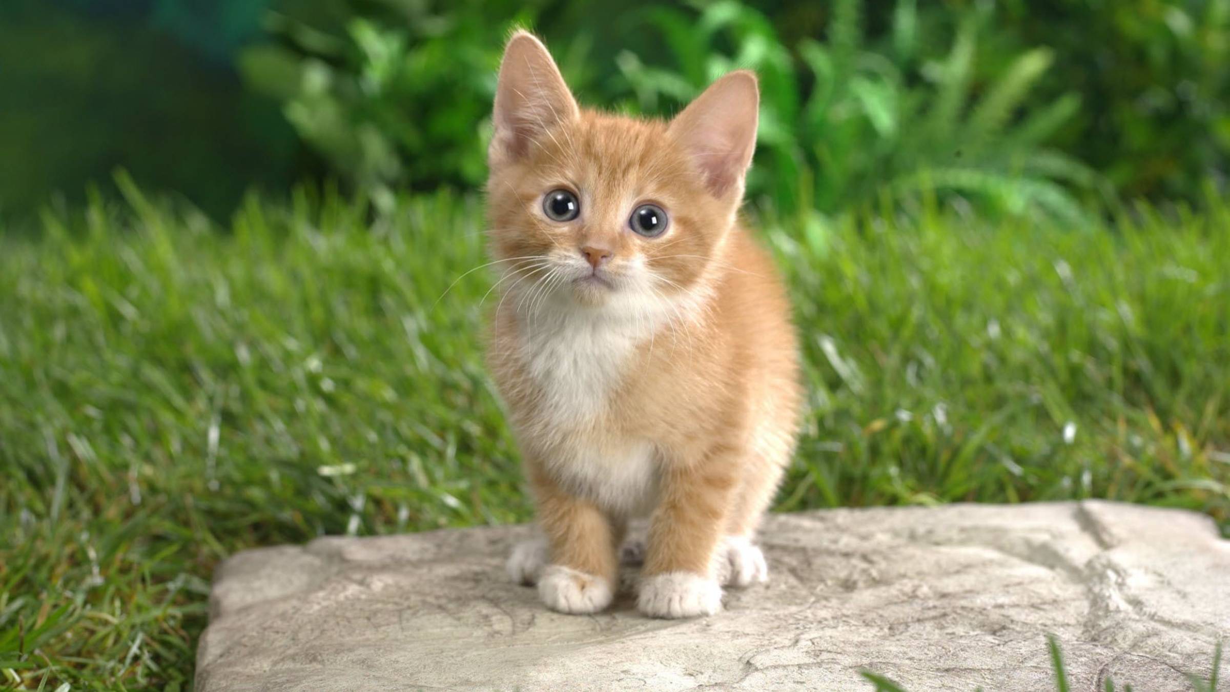 Л04 Защита презентации