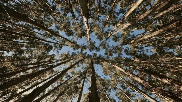 музыка ветра в лесу смотреть онлайн