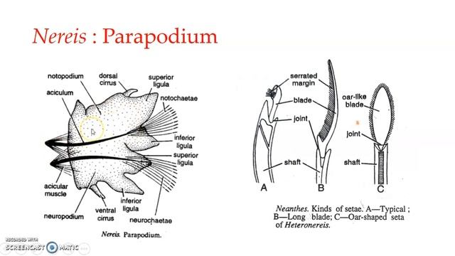 Nereis Parapodium
