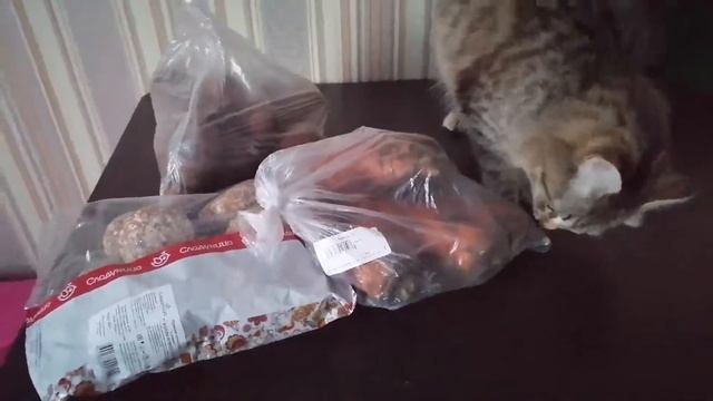 Распаковала покупки, коты украли и порвали пакет смотреть онлайн