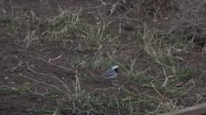 #трясогузка #пение трясогузки #благодарит #благодарность #весна #весенняя #субботник