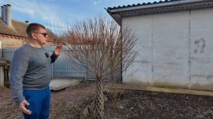 ЭТО ЧУДО! ПЛЕТЕНЫЕ ДЕРЕВЬЯ ИЗ СОРТОВОЙ ИВЫ. ЧАСТЬ 1. КАК ВЫРАСТИТЬ ПРУТ? ВИДЫ ПЛЕТЕНЫХ ДЕРЕВЬЕВ.