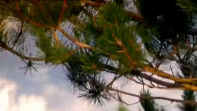 Swarovski Optik - See The Unseen смотреть онлайн