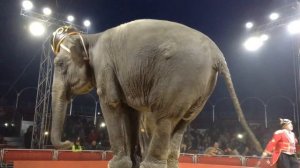 Слоны в цирке Италия