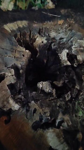 Финская свеча #shorts #youtubeshorts смотреть онлайн