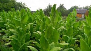 Табак в грунте 9 недель. Сорт Спектр.