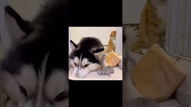 Собаки,🐕 коты,🐈 котята.🐈 Это всё животные... Но!! Надо себе иметь питомца🤗 И тогда ты будешь улыбчи смотреть онлайн