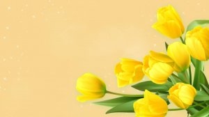 Желтые тюльпаны. Видео футаж для поздравления, для текста. Прозрачные картинки для фона.