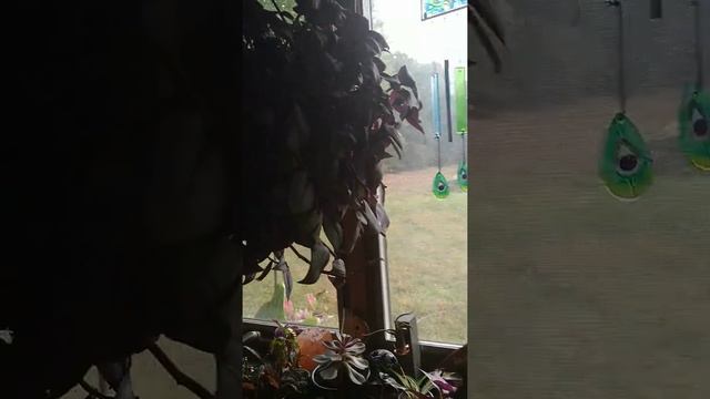 How to propagate a wandering jew plant смотреть онлайн