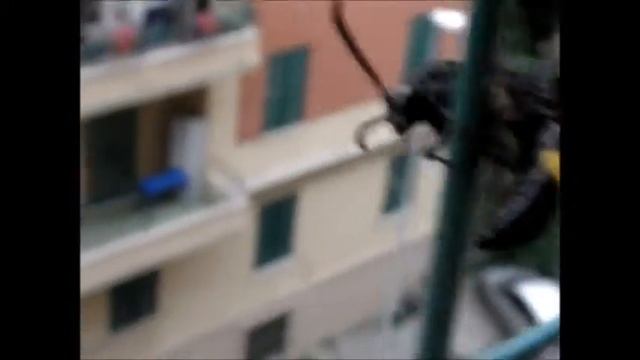 Vespa o farfalla? Un esempio di mimetismo batesiano. смотреть онлайн