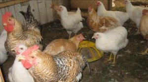 Разведение кур породы Геркулес