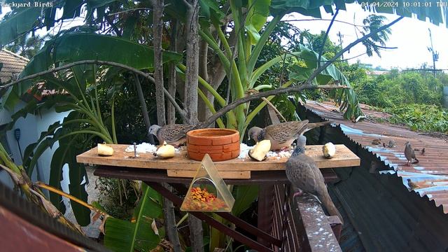 🔴 LIVE 4K Backyard Bird Feeder & Wild Animal Cam - Relaxing Music - Phuket Thailand смотреть онлайн