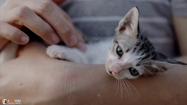 A Unique Calico Kitten Was Rescued From A Dumpster And The Owner Realized That She'd Found Treasure смотреть онлайн