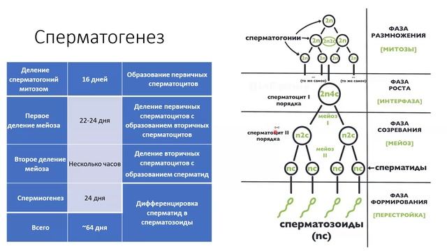 21 мужская половая система