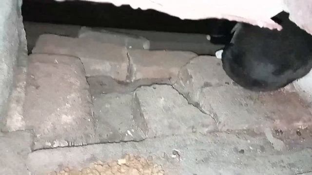 Котята в подвале смотреть онлайн