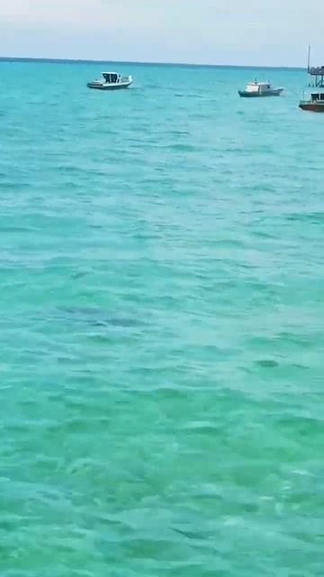 Lagi asik nyatai, ehh ada penyu timbul di dekat kita........ #kalimantantimur #pulauderawan #berau смотреть онлайн
