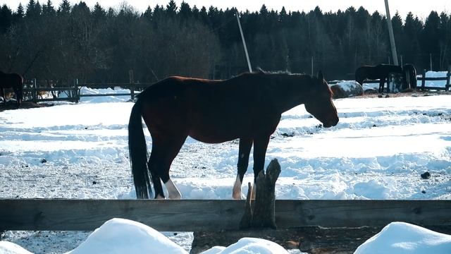 ЕРОФЕЙКА - Вологодский конный завод. Репортаж смотреть онлайн