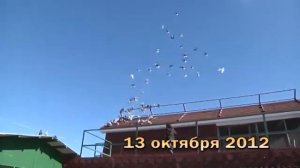 Старониколаевские торцовые голуби Фильм 10