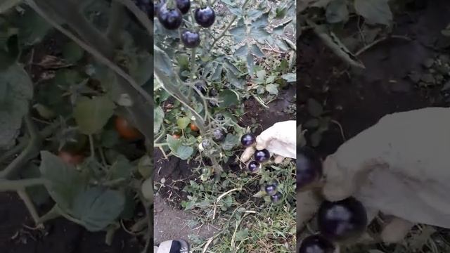 Обзор сортов и урожая томатов в домашней теплице смотреть онлайн