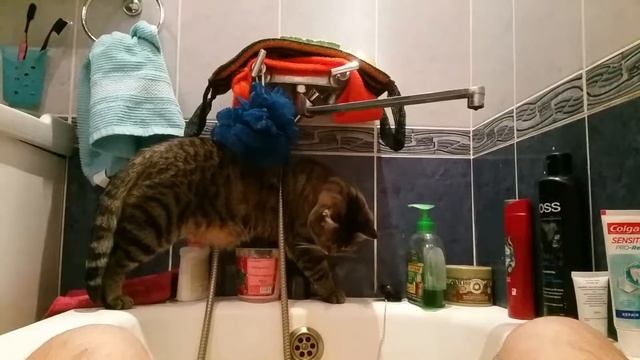 Кошечка Тиса;*) смотреть онлайн