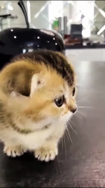 Ой какой опасный😱 #котики #милота #cat #тигруля